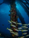 Schooling yellow goatfish, Mulloidichthys martinicus, at Salt Pier, Bonaire. Caribbean Diving holiday Royalty Free Stock Photo