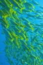 Schooling yellow-stripped goatfish, Great barrier