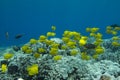 Schooling Yellow Tang Royalty Free Stock Photo