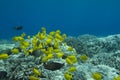 Schooling Yellow Tang Royalty Free Stock Photo