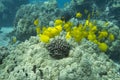 Schooling Yellow Tang Royalty Free Stock Photo