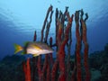 A schoolmaster lurking in a thicket of red erect rope sponge, Something Special, Bonaire