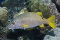 Schoolmaster - Bonaire, Netherlands Antilles Royalty Free Stock Photo