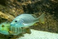 Schoolmaster Lutjanus apodus, underwater in Bonaire