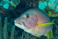 Schoolmaster snapper fish portrait Bahamas Royalty Free Stock Photo