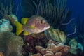 Schoolmaster snapper fish reefscape Bahamas