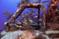 Schoolmaster snapper fish underwater near a rusty old structure Royalty Free Stock Photo