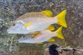 Schoolmaster snapper, Lutjanus apodus, fish Royalty Free Stock Photo