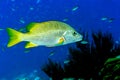 Schoolmaster snapper,Lutjanus apodus Royalty Free Stock Photo