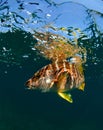 Schoolmaster snapper underwater Royalty Free Stock Photo