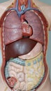 schoolmodel of human organs Royalty Free Stock Photo