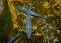 Schools of black koi have blue glassy scales. Swim in a pebbled pond with clean, clear water that is the nature of aquatic animals