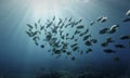 Schools of fish in rays of light Royalty Free Stock Photo