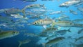 School of Grey Mullets in Shallow Water Royalty Free Stock Photo