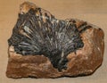 Schorl, iron tourmaline,  crystalline boron silicate mineral Royalty Free Stock Photo