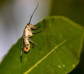 Schorpioenvlieg Le Panorpidae Linnaeus, 1758, are a family of Insects of the Order of the Mecotteri. Royalty Free Stock Photo