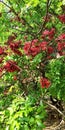 Schotia brachypetala red blossom flower plant
