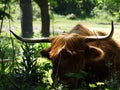 Schotse Hooglander Heemskerkse Duinen