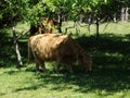 Schotse Hooglander Heemskerkse Duinen