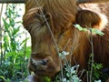 Schotse Hooglander Heemskerkse Duinen