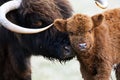 Schotse Hooglander, Highland Cow