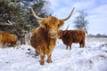 Schotse Hooglander, Highland Cow, Bos taurus ss Royalty Free Stock Photo
