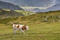 Schreckhorn  Valley Views  and a Swiss Cow in Switzerland Royalty Free Stock Photo