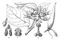 Schubertia, flowering, Apocynaceae, plant vintage illustration
