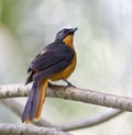 Schubkaplawaaimaker, White-crowned Robin-Chat, Cossypha albicapillus