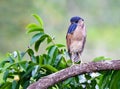 Schuitbekreiger; Boat-billed Heron; Cochlearius cochlearius