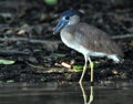 Schuitbekreiger, Boat-billed Heron, Cochlearius cochlearius