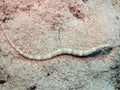 Schultz`s Pipefish Corythoichthys schultzi in the Red Sea Royalty Free Stock Photo