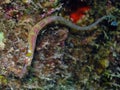 Schultz`s Pipefish Corythoichthys schultzi in the Red Sea Royalty Free Stock Photo