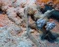 Schultz`s Pipefish Corythoichthys schultzi in the Red Sea Royalty Free Stock Photo