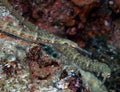 Schultz`s Pipefish Corythoichthys schultzi in the Red Sea Royalty Free Stock Photo