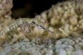 Schultz pipefish  , red sea Royalty Free Stock Photo