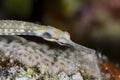 Schultz pipefish  , red sea Royalty Free Stock Photo