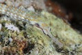 Schultz pipefish  , red sea Royalty Free Stock Photo