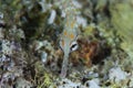 Schultz pipefish  , red sea Royalty Free Stock Photo