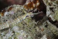 Schultz pipefish  , red sea Royalty Free Stock Photo