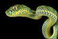 Schultze`s Pit Viper Parias schultzei Royalty Free Stock Photo