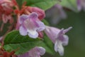 Schumann Abelia Linnaea parvifolia Bumblebee, pink flowers Royalty Free Stock Photo