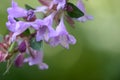 Abelia Linnaea parvifolia Bumblebee trumpet-shaped pink flowers