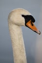 Wet white swan Portrait Royalty Free Stock Photo