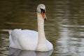 White swan Royalty Free Stock Photo