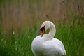 Schwan, White swan in the green grass on a lake, close-up Royalty Free Stock Photo