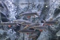 SCHWANENFELD`S TINFOIL BARB Fish