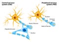 Schwann Cells and Oligodendrocytes