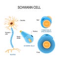 Schwann cells. Structure of neurolemmocytes.