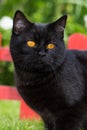 Black british shorthair cat in a garden